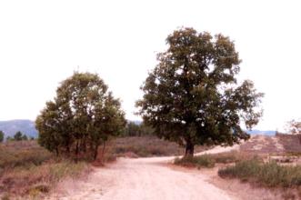 Local - Carvalha da Aveleda - Aveleda| Bragança| Terras de Trás-os-Montes