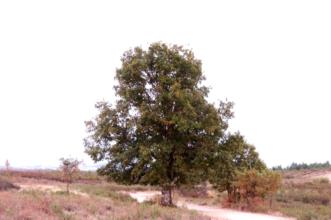 Local - Carvalha da Aveleda - Aveleda| Bragança| Terras de Trás-os-Montes