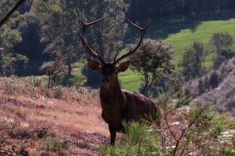 Local - Coutos - Rio de Onor | Bragança| Terras de Trás-os-Montes
