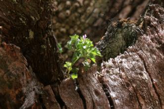 Local - Árvore Notável - Rio de Onor | Bragança| Terras de Trás-os-Montes