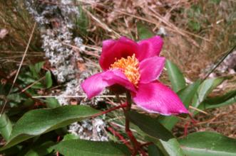 Local - Árvore Notável - Rio de Onor | Bragança| Terras de Trás-os-Montes