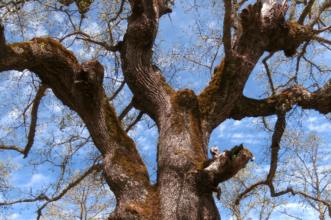Local - Árvore Notável - Rio de Onor | Bragança| Terras de Trás-os-Montes