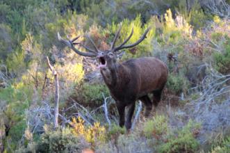Local - O Veado, senhor das serranias - Rio de Onor | Bragança| Terras de Trás-os-Montes