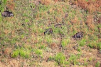 Local - Javalis em ação - Rio de Onor | Bragança| Terras de Trás-os-Montes