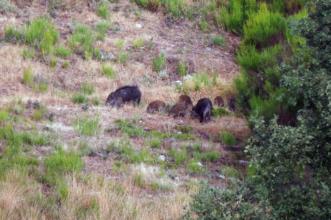 Local - Javalis em ação - Rio de Onor | Bragança| Terras de Trás-os-Montes