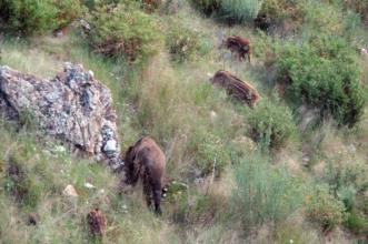 Point of Interest - Encontros imediatos com o Javali - Aveleda| Bragança| Terras de Trás-os-Montes