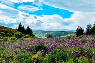 Local - Aromas - Aveleda| Bragança| Terras de Trás-os-Montes