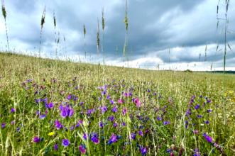 Local - Faceira de Varge - Aveleda| Bragança| Terras de Trás-os-Montes