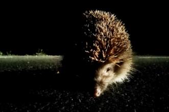 Local - A estrada é para todos passarem - Rio de Onor| Bragança| Terras de Trás-os-Montes
