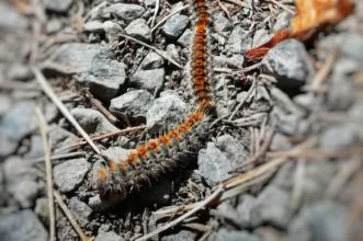 Local - Atenção à procissão - Portelo| Bragança| Terras de Trás-os-Montes