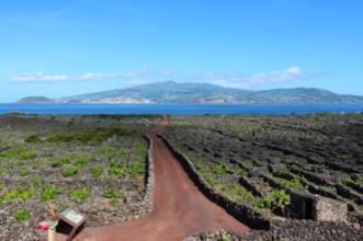 Ponto de Interesse - Paisagem da Cultura da Vinha da Ilha do Pico  - Lajido da Criação Velha| Madalena| Região Autónoma dos Açores