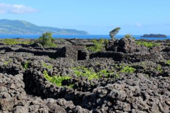 Ponto de Interesse - Paisagem da Cultura da Vinha da Ilha do Pico  - Lajido da Criação Velha| Madalena| Região Autónoma dos Açores