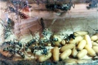 Point of Interest - CAPPAS INSECTOZOO - Museu Vivo de Insectos Sociais - Vila Ruiva| Cuba| Baixo Alentejo