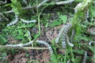 Point of Interest - CAPPAS INSECTOZOO - Museu Vivo de Insectos Sociais - Vila Ruiva| Cuba| Baixo Alentejo