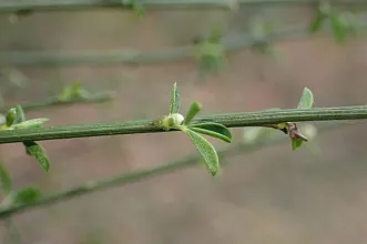 Ponto de Interesse - Jardim Botânico da UTAD - Vila Real| Vila Real| Douro