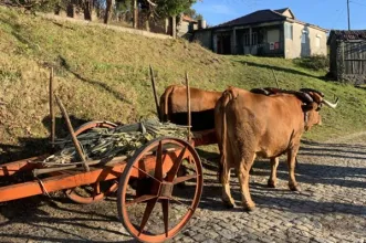 Local - Aldeia Velha - Aldeia Velha| Amarante| Tâmega e Sousa