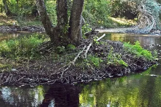 Local - Praia Fluvial Caldas de São Paulo - Penalva de Alva| Oliveira do Hospital| Região de Coimbra