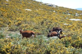 Rota - PR1 Trilho da Montanha Sagrada  - Montaria