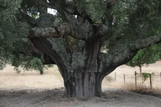Rota - Vila de Canha – Um Percurso turístico  - Vila de Canha