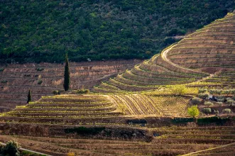 Rota - PR2 AMM-TRC Douro e Cister - Folgosa