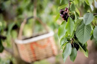 Rota - PR7 FND – Rota da Cereja - Alcongosta