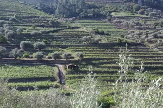 Rota - PR4 CRZ Trilho da Fraga das Ferraduras - Ribalonga