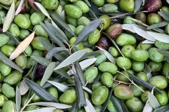 Rota - Rota das Oliveiras - Santulhão