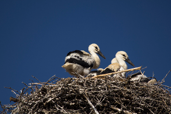 Rota - PR1 CCH Percurso Pedestre da Cegonha - Coruche| Coruche| Lezíria do Tejo| Portugal