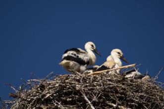 Rota - PR1 CCH Percurso Pedestre da Cegonha - Coruche| Coruche| Lezíria do Tejo| Portugal
