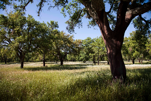 Rota - Caminhos do Vale ao Montado - Vila Nova da Erra| Coruche| Lezíria do Tejo| Portugal