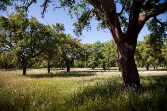 Rota - Caminhos do Vale ao Montado - Vila Nova da Erra| Coruche| Lezíria do Tejo| Portugal