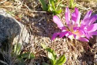 Rota - PR1 Trilho da Montanha Sagrada  - Montaria| Viana do Castelo| Alto Minho| Portugal