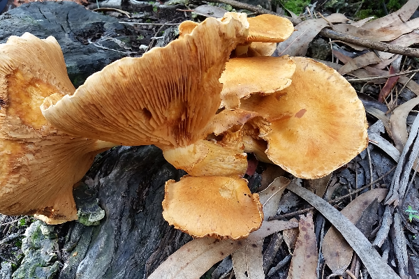 Route - PR 8 Trilho da Chão de Carreço - Carreço| Viana do Castelo| Alto Minho| Portugal