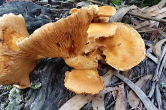 Route - PR 8 Trilho da Chão de Carreço - Carreço| Viana do Castelo| Alto Minho| Portugal