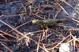 Route - PR 8 Trilho da Chão de Carreço - Carreço| Viana do Castelo| Alto Minho| Portugal