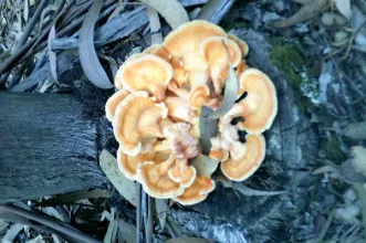 Rota - PR1 OAZ Percurso dos Espigueiros  - Vilarinho de S.Luís| Oliveira de Azeméis| Área Metropolitana do Porto| Portugal