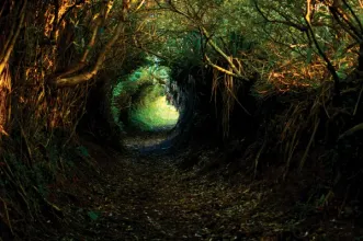 Rota - TM02 – Trilho do Pico Queimado - Santa Bárbara| Ribeira Grande| Região Autónoma dos Açores| Portugal