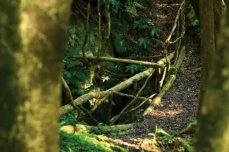 Rota - TM02 – Trilho do Pico Queimado - Santa Bárbara| Ribeira Grande| Região Autónoma dos Açores| Portugal