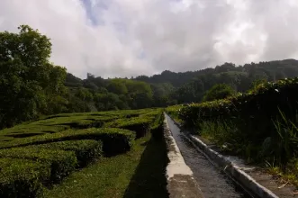Rota - TM05 – Trilho do Caminho de Água da Gorreana - Maia| Ribeira Grande| Região Autónoma dos Açores| Portugal