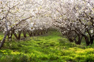 Route - PR7 FND – Rota da Cereja - Alcongosta| Fundão| Beiras e Serra da Estrela| Portugal