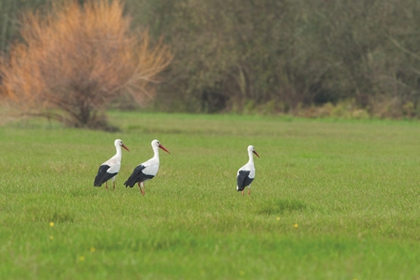 Route - PR3 ABL Trilho das Cegonhas - Angeja| Albergaria-A-Velha| Região de Aveiro| Portugal
