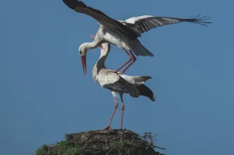 Route - PR3 ABL Trilho das Cegonhas - Angeja| Albergaria-A-Velha| Região de Aveiro| Portugal