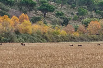 Rota - BTT XC Arripiado – P1 - Arripiado| Chamusca| Lezíria do Tejo| Portugal