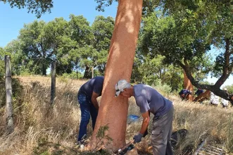 Rota - BTT XC Arripiado – P3 - Arripiado| Chamusca| Lezíria do Tejo| Portugal