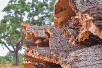 Rota - BTT XC Arripiado – P3 - Arripiado| Chamusca| Lezíria do Tejo| Portugal