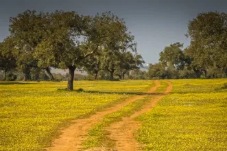 Route - PR3 BJA Pelos Montes do Cantinho da Ribeira - Trindade| Beja| Baixo Alentejo| Portugal
