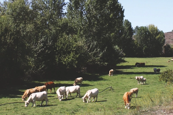 Rota - PR2 MDL Trilho de Vale de Lobo - Vale de Lobo| Mirandela| Terras de Trás-os-Montes| Portugal