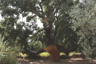 Route - PR1 MDL Trilho do Tua - Frechas| Mirandela| Terras de Trás-os-Montes| Portugal