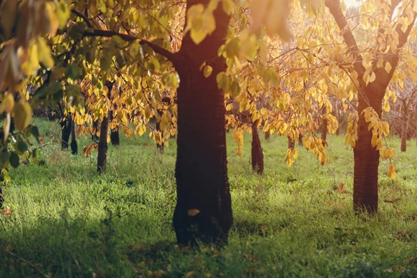 Rota - PR9 FND Rota dos Castanheiros  - Donas| Fundão| Beiras e Serra da Estrela| Portugal