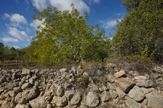 Rota - PR1 Caminhos Romanos e Cerro da Cabeça  - Moncarapacho| Olhão| Algarve| Portugal
